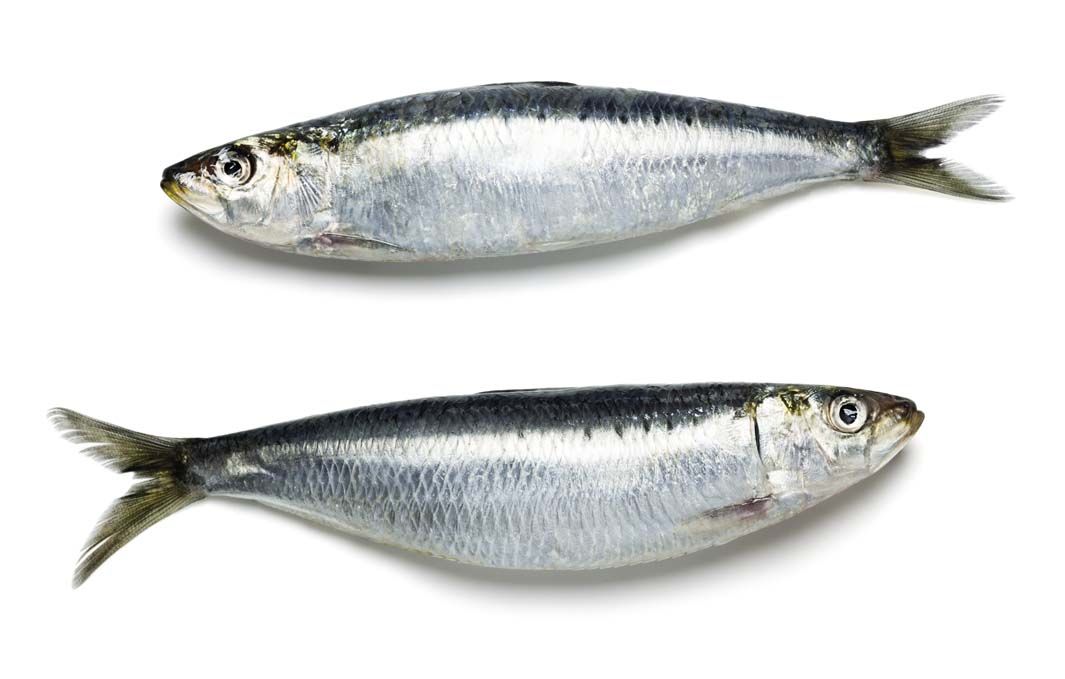 sardina eym